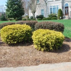 Gold Mop Cypress 6 Gold Mop Cypress -Evergreen Store Gold Mop Cypress 1 FGT