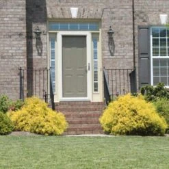 Gold Mop Cypress 7 Gold Mop Cypress -Evergreen Store Gold Mop Cypress 2 FGT