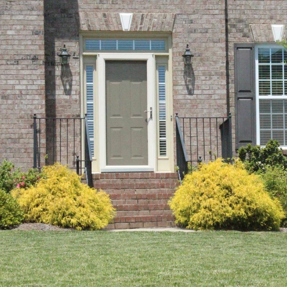 Gold Mop Cypress 4 Gold Mop Cypress - Image 4