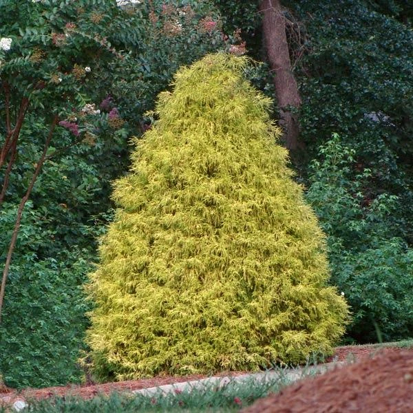Gold Mop Cypress 1 Gold Mop Cypress