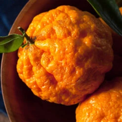 Gold Nugget Mandarin Tree 8 Gold Nugget Mandarin Tree -Evergreen Store Gold Nugget Manderine Tree 4 FGT