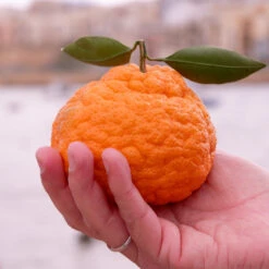 Gold Nugget Mandarin Tree 7 Gold Nugget Mandarin Tree -Evergreen Store Gold Nugget Manderine Tree 7