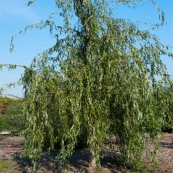 Golden Curls' Corkscrew Willow 11 Golden Curls' Corkscrew Willow -Evergreen Store Golden Curls Willow 1