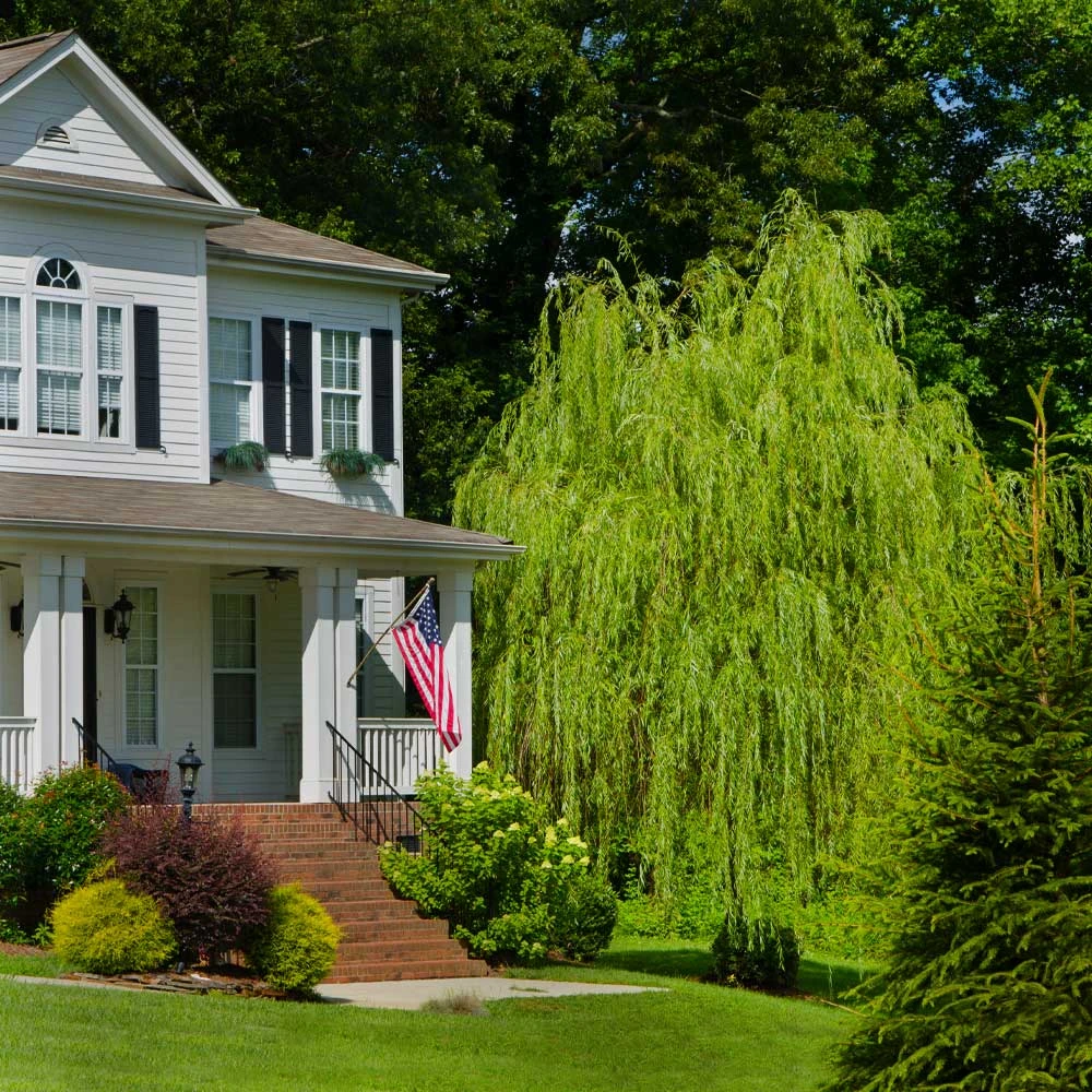Golden Curls' Corkscrew Willow 3 Golden Curls' Corkscrew Willow - Image 3