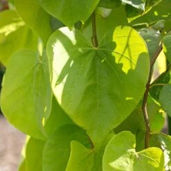 Golden Falls® Redbud Tree 7 Golden Falls® Redbud Tree -Evergreen Store Golden Falls Redbud 2