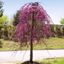 Golden Falls® Redbud Tree 9 Golden Falls® Redbud Tree -Evergreen Store Golden Falls Redbud 4