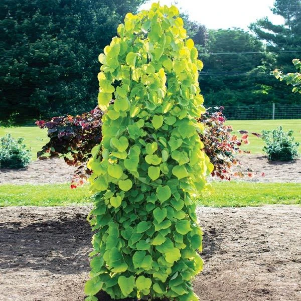 Golden Falls® Redbud Tree 1 Golden Falls® Redbud Tree
