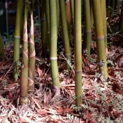 Graceful Bamboo -Evergreen Store Graceful Bamboo 3 FGT