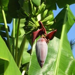 Grand Nain 'Naine' Banana Tree 8 Grand Nain 'Naine' Banana Tree -Evergreen Store Grand Naine Nain Banana 6