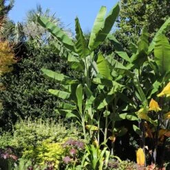 Grand Nain 'Naine' Banana Tree 9 Grand Nain 'Naine' Banana Tree -Evergreen Store Grand Naine Nain Banana 7 FGT