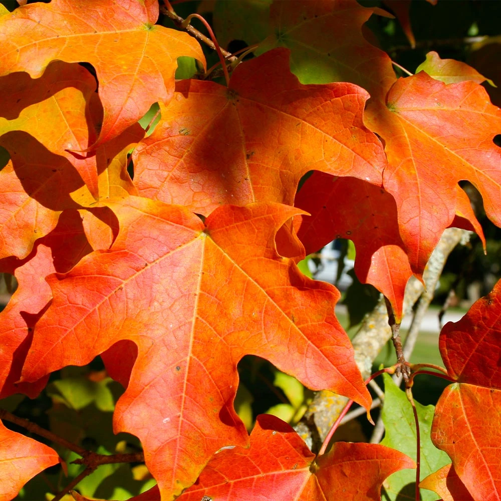 Green Mountain Sugar Maple Tree 3 Green Mountain Sugar Maple Tree - Image 3