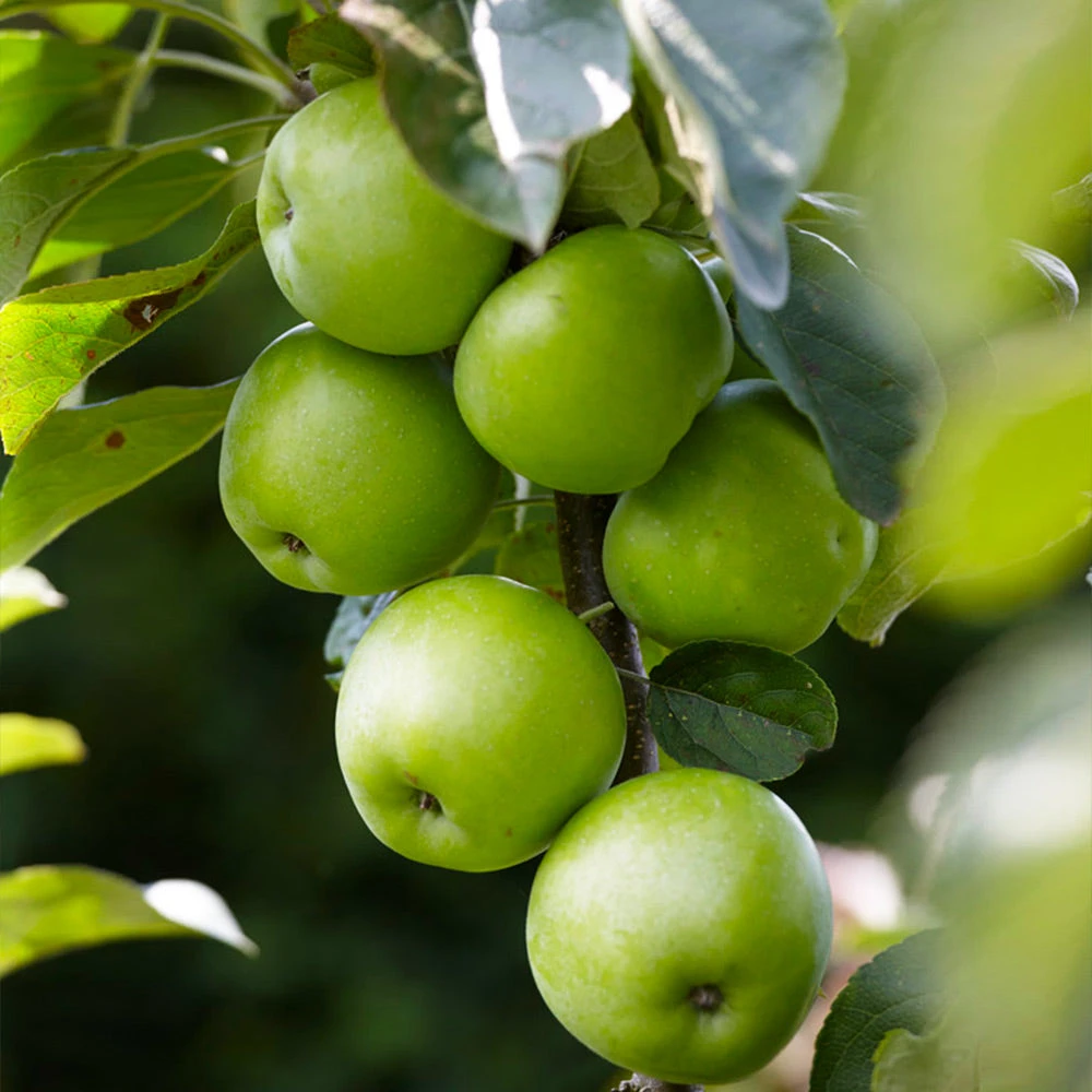 Tangy Green Columnar Apple Tree 5 Tangy Green Columnar Apple Tree - Image 5