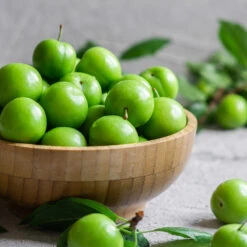 Green Gage Plum 9 Green Gage Plum -Evergreen Store Green Gage Plum 2