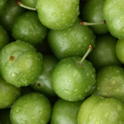 Green Gage Plum 7 Green Gage Plum -Evergreen Store Green Gage Plum 4