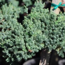 Green Mound Juniper Topiary -Evergreen Store Green Mound JUniper 3 FGT 95b457e9 9712 4329 b324 05ec99fb2809