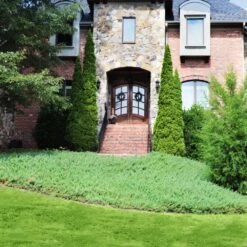 Green Mound Juniper 7 Green Mound Juniper -Evergreen Store Green Mound Juniper 4