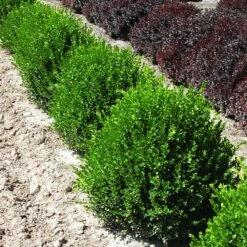 Green Velvet Boxwood Shrub -Evergreen Store Green Velvet Boxwood 2
