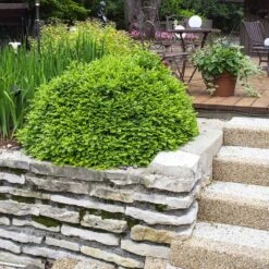 Green Velvet Boxwood Shrub -Evergreen Store Green Velvet Boxwood 4 FGT