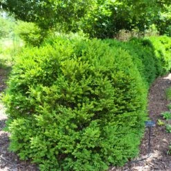 Green Velvet Boxwood Shrub -Evergreen Store Green Velvet Boxwood 7