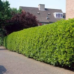 Greenfinity Cherry Laurel -Evergreen Store Greenfinity Laurel 3 FGT