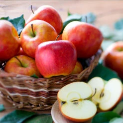 Fuji & Haralson Twisted Apple Tree -Evergreen Store Harelson