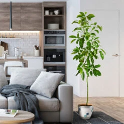 Smoothie Kit -Evergreen Store Hass Avocado 1 FGT