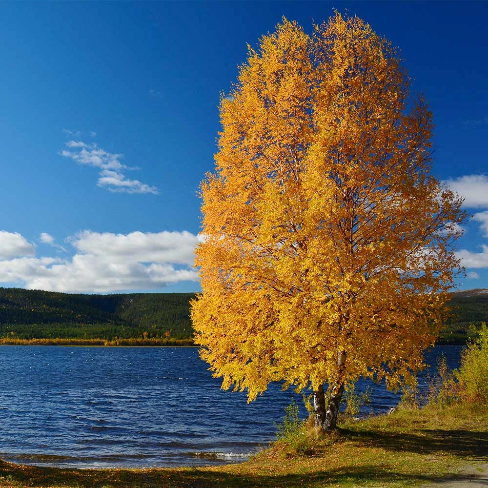 Heritage® River Birch 6 Heritage® River Birch - Image 6