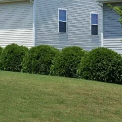 Hetz Midget Thuja Shrub -Evergreen Store Hetz Midget Thuja 6