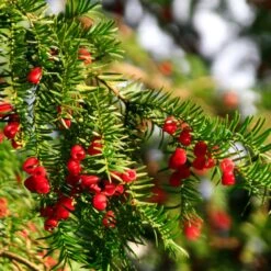 Hicks Yew Tree 11 Hicks Yew Tree -Evergreen Store Hicks Yew7 FGT