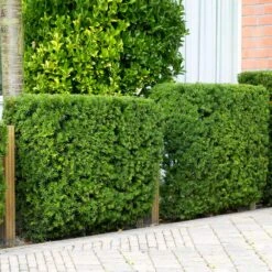 Hicks Yew Tree 9 Hicks Yew Tree -Evergreen Store Hicks Yew 4 FGT