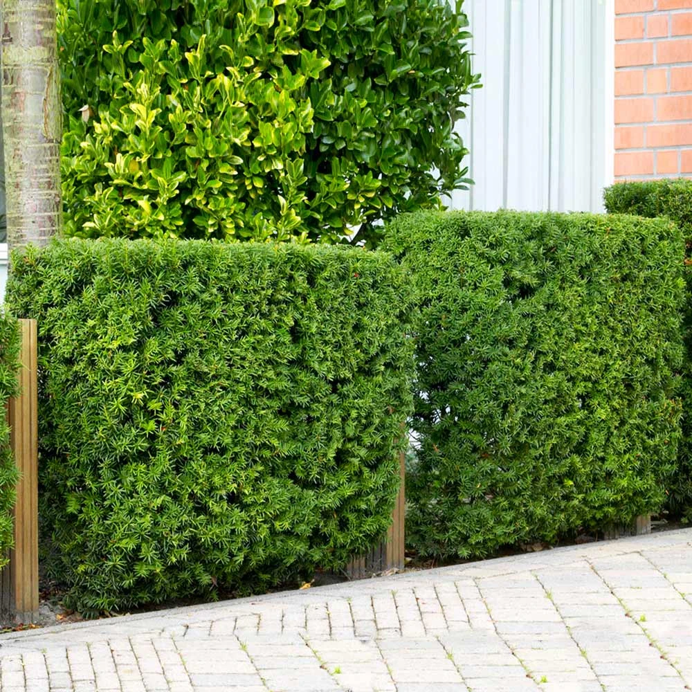 Hicks Yew Tree 4 Hicks Yew Tree - Image 4