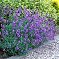 Hidcote Purple Lavender Plant -Evergreen Store Hidcote Lavender 1 FGT