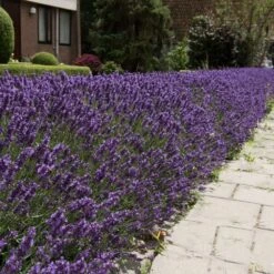 Hidcote Purple Lavender Plant -Evergreen Store Hidcote Lavender 4 FGT