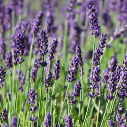 Hidcote Purple Lavender Plant -Evergreen Store Hidcote Lavender 7