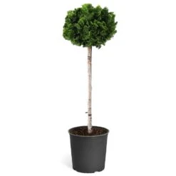 Dwarf Hinoki Cypress Tree -Evergreen Store Hinoki Cypress Standard 1