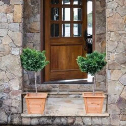 Dwarf Hinoki Cypress Tree -Evergreen Store Hinoki Cypress Standard 2 6bc85b90 3eec 439f 92d1 ae3e8dfe164a