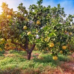 Hirado Pummelo Tree -Evergreen Store Hirado Pummelo 1
