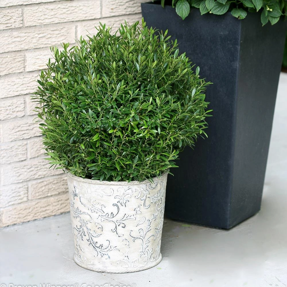 Gem Box® Holly Shrub 3 Gem Box® Holly Shrub - Image 3