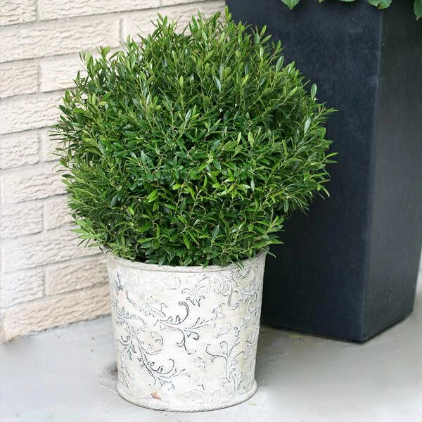 Gem Box® Holly Shrub 1 Gem Box® Holly Shrub