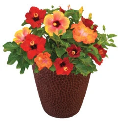 Bloom Bash® Hollywood® Hibiscus -Evergreen Store Hollywood Hibiscu BLoom Bash 1