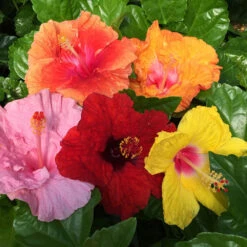 Bloom Bash® Hollywood® Hibiscus -Evergreen Store Hollywood Hibiscu BLoom Bash 2