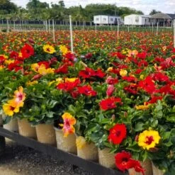 Bloom Bash® Hollywood® Hibiscus -Evergreen Store Hollywood Hibiscu BLoom Bash 4