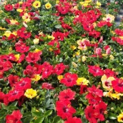 Bloom Bash® Hollywood® Hibiscus -Evergreen Store Hollywood Hibiscu BLoom Bash 5