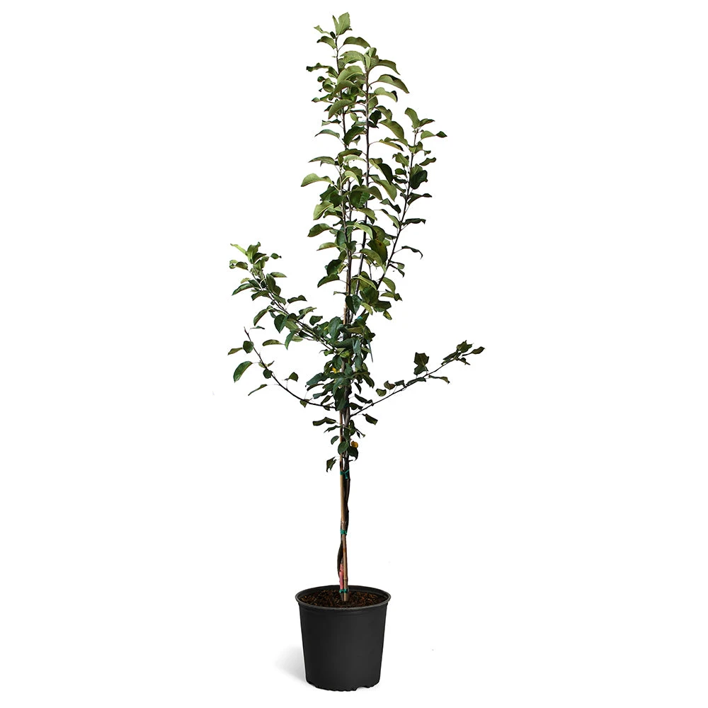 Honeycrisp™ & McIntosh Twisted Apple Tree 2 Honeycrisp™ & McIntosh Twisted Apple Tree - Image 2