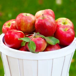 Apple Pollinator Pack -Evergreen Store Honeycrisp Apple 1 BB