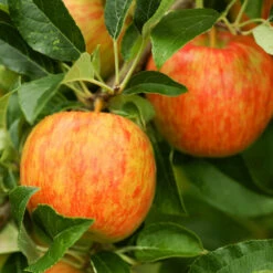 Honeycrisp™ & Cortland Twisted Apple Tree -Evergreen Store Honeycrisp Apple 1 FGT b4d7a1c1 1acb 4110 bf40 3d2f68cb3e7f
