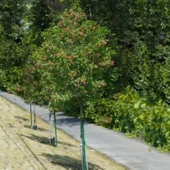 Hot Wings® Maple Tree -Evergreen Store Hot Wings Tartarian Maple 1