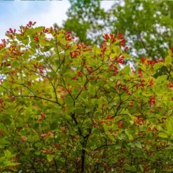 Hot Wings® Maple Tree -Evergreen Store Hot Wings Tartarian Maple 3