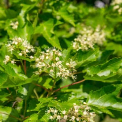 Hot Wings® Maple Tree -Evergreen Store Hot Wings Tartarian Maple 5