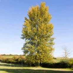 Superior Hybrid Poplar Tree -Evergreen Store Hybrid Poplar 3